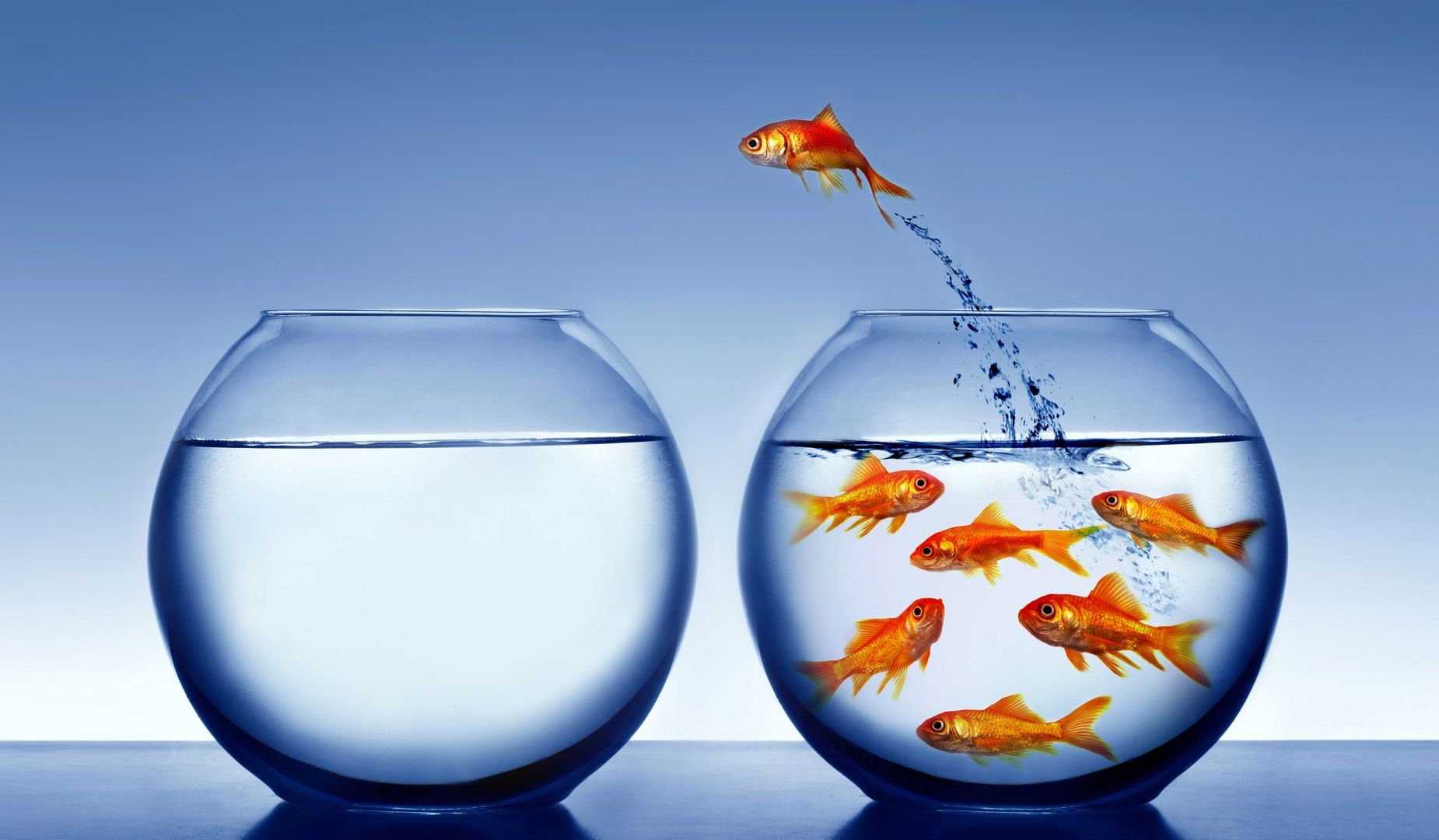 Fish Aquarium